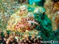 scuba diving photo