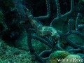 scuba diving photo