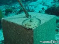 scuba diving photo
