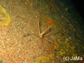 scuba diving photo
