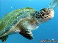scuba diving photo