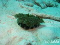 scuba diving photo