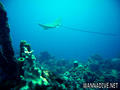 scuba diving photo