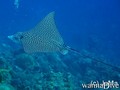 scuba diving photo