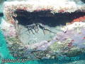 scuba diving photo