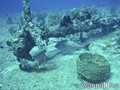 scuba diving photo