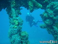 scuba diving photo