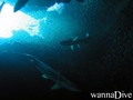 scuba diving photo