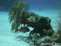scuba diving photo