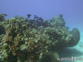 scuba diving photo