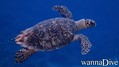 scuba diving photo