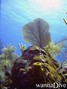 scuba diving photo