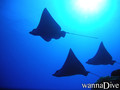 scuba diving photo