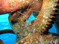 scuba diving photo