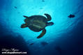 scuba diving photo