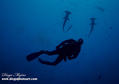 scuba diving photo
