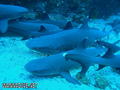 scuba diving photo