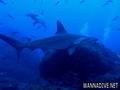 scuba diving photo