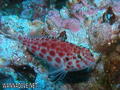 scuba diving photo