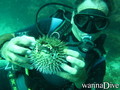 scuba diving photo