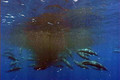 scuba diving photo