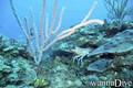 scuba diving photo