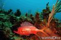 scuba diving photo