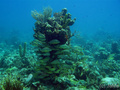 scuba diving photo