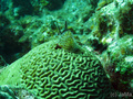 scuba diving photo