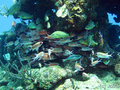 scuba diving photo