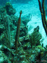 scuba diving photo