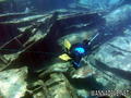 scuba diving photo