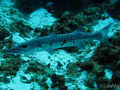 scuba diving photo