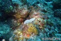 scuba diving photo