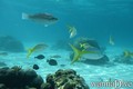 scuba diving photo