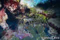 scuba diving photo