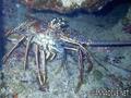 scuba diving photo