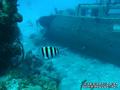 scuba diving photo