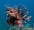 scuba diving photo