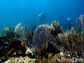 scuba diving photo