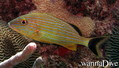 scuba diving photo
