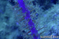 scuba diving photo
