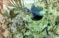 scuba diving photo