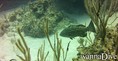 scuba diving photo
