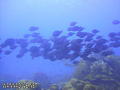 scuba diving photo