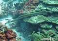 scuba diving photo