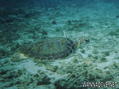 scuba diving photo