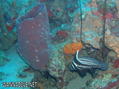 scuba diving photo