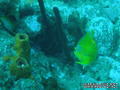 scuba diving photo