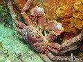 scuba diving photo
